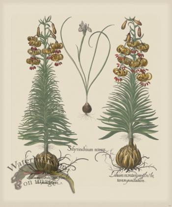 Besler 190 Colored  B2